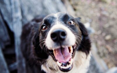 Mag je hond mee naar het pretpark?